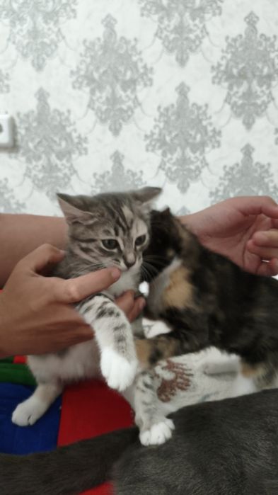 Котята в добрые руки