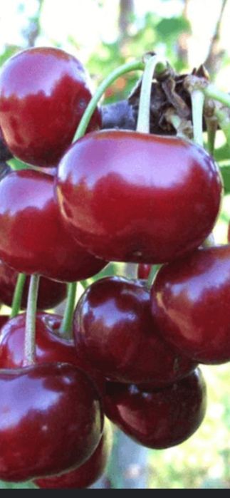 Firma autorizata Livram;Plantam Nuci Chandler Carpatica.Visin.Cires