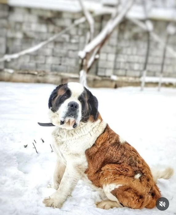 Сенбернар/Питомник/Щенки