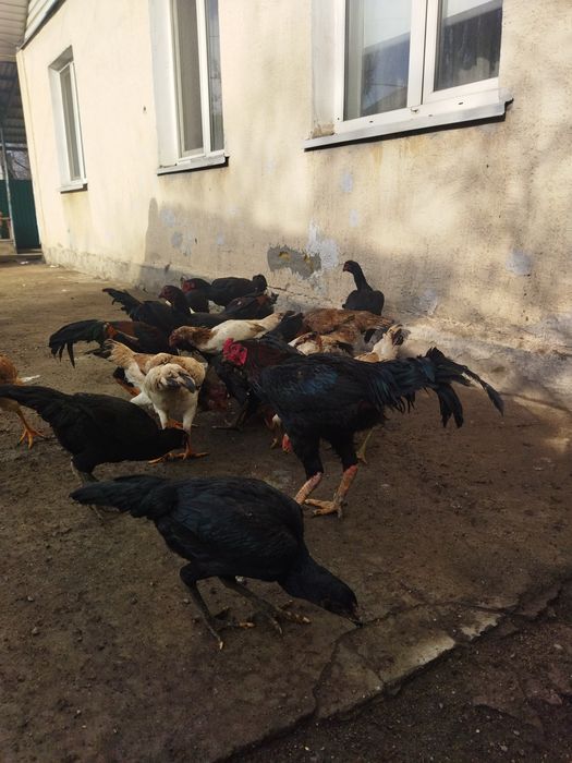 Бойцовские птицы