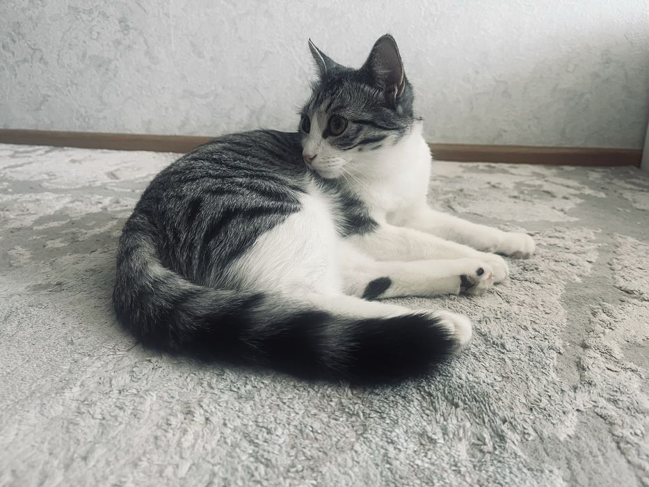 Үйретілген мысық тегін беремін