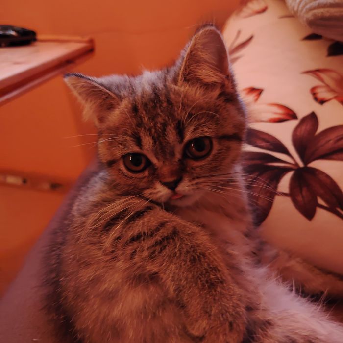Персийски Клепоухи и Правоухи Котета