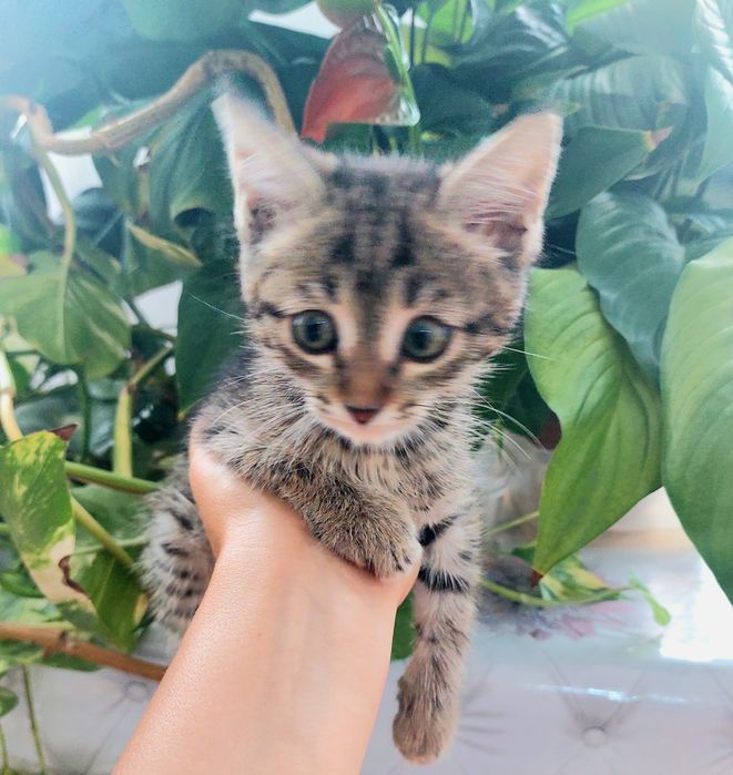 Котёнок табби крыселов