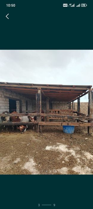 Малшаруашылыққа сарайымен қора сатылады