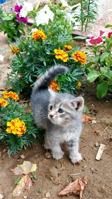 Отдам котёнка в добрые руки