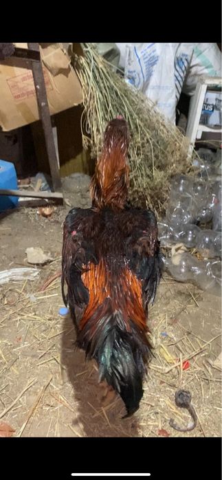 Дакан қораз сатылады. Бағасын келісеміз