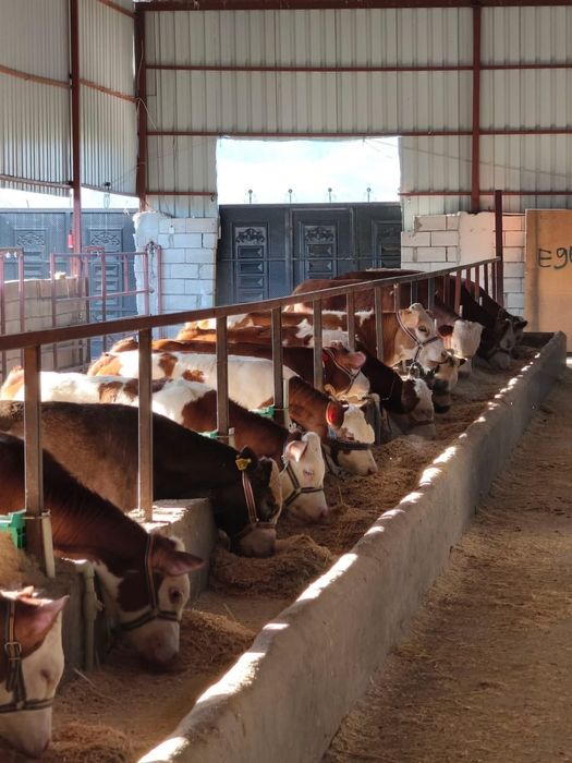 Viței de rasă – livrare în toată România