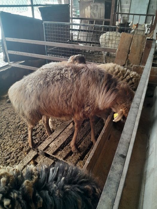 Койлар сатылымда