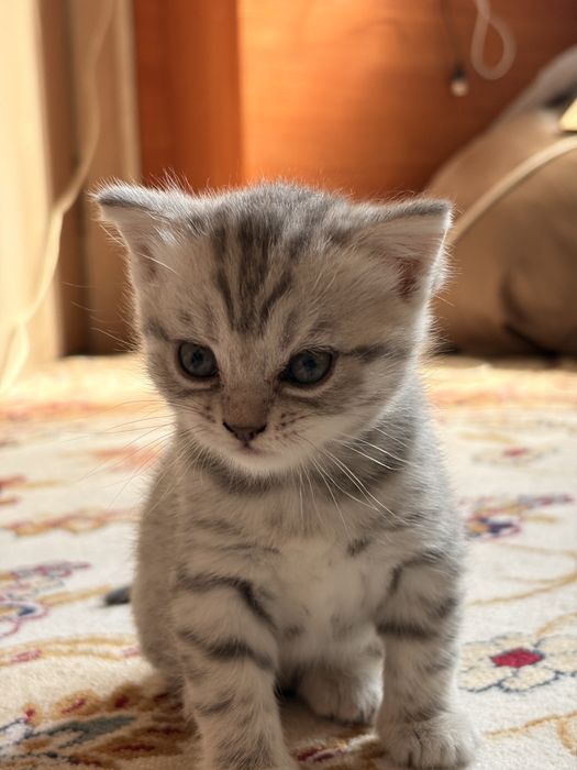 Котенок шатландец