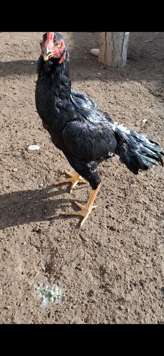 Дакан, бойцов...