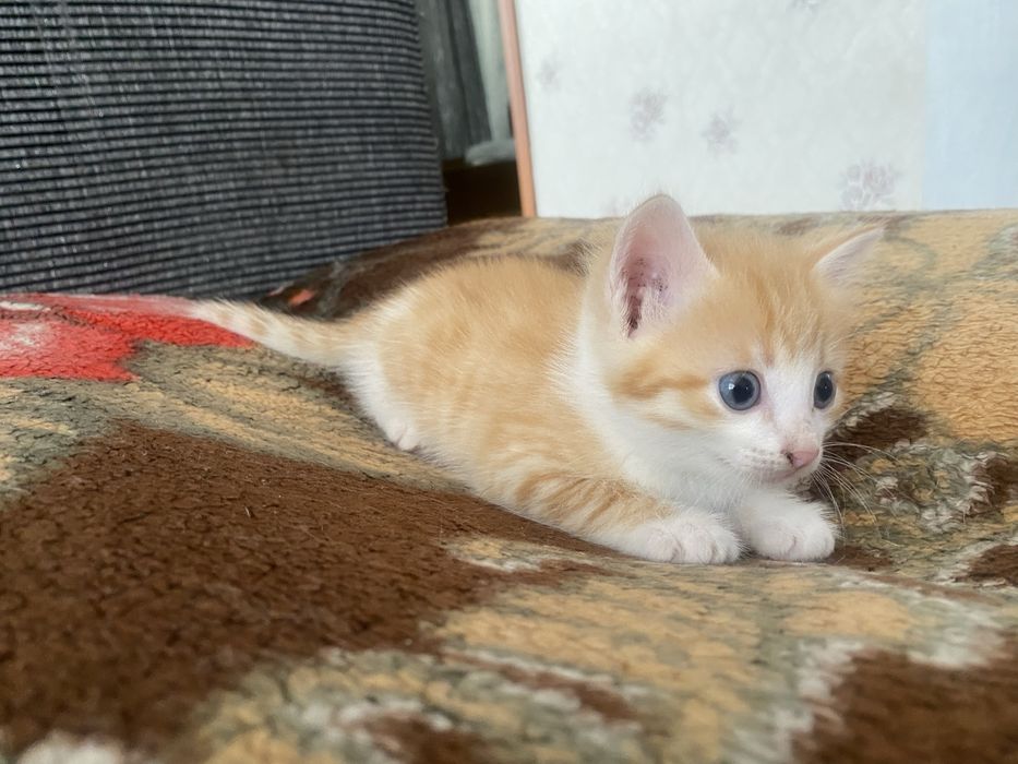 Отдам котят в добрые руки