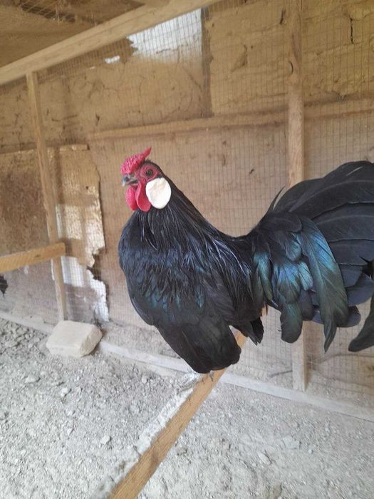 Бентам япон товуқ тухуми сотилади  Bentam yapon tovuq tuxumi sotiladi