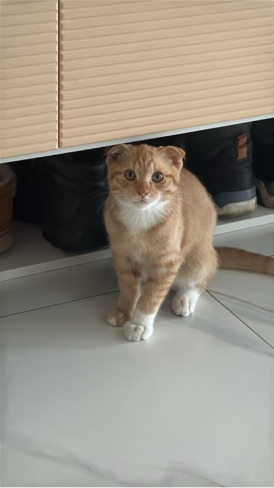 Шатланский висяухи