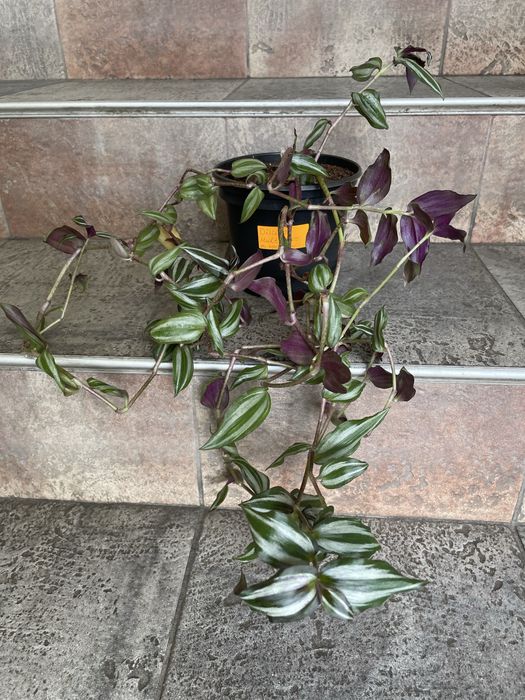 Цветя за продажба