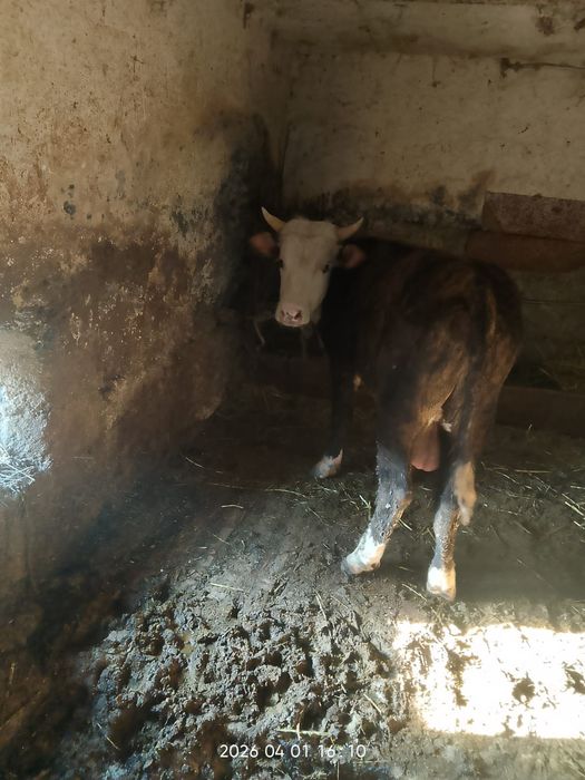 Продам хорошего быка