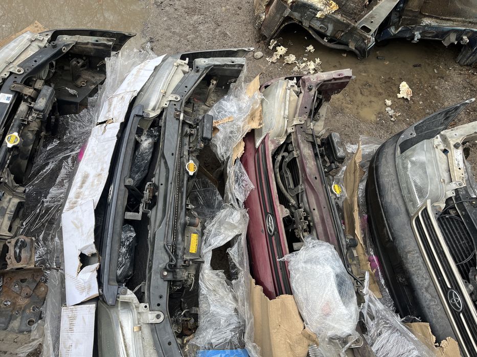 Карина Е привозной ноускат