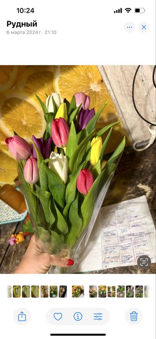 Тюлпаны предзаказ 650 тенге