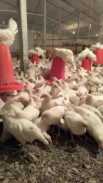 Ser tuxum oq tovuqlar sotiladi