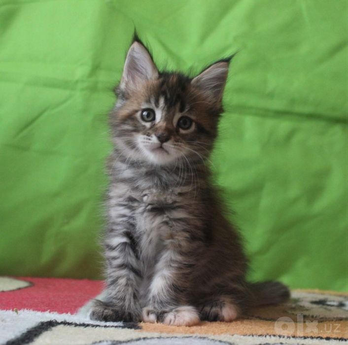 Котята мейн кун девочка