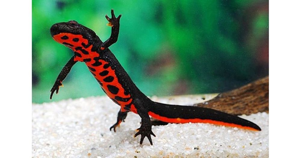Огнебрюхий тритон