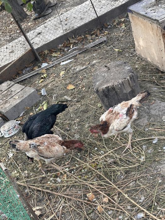 Продаются куры дакан