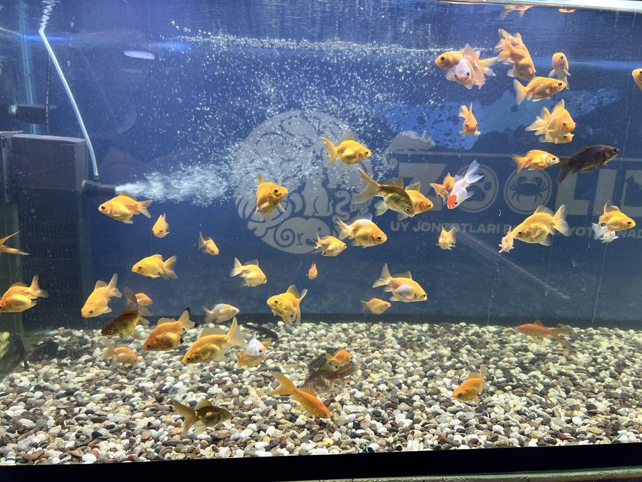 Akvarium dekarativ baliqlar keng asartimentda sotiladi