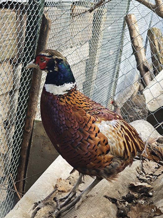 Фазани,токачки,японки,мускусни неми патици