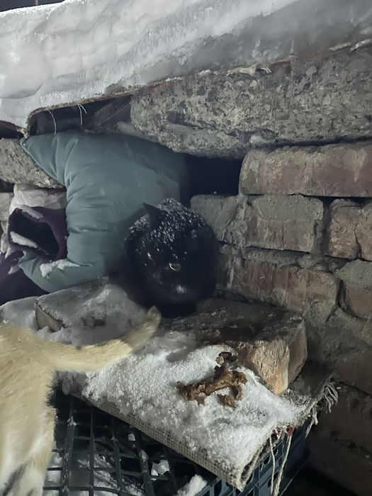 Котята в добрые руки!