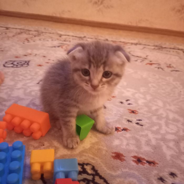Вислоухий котёнок один мес