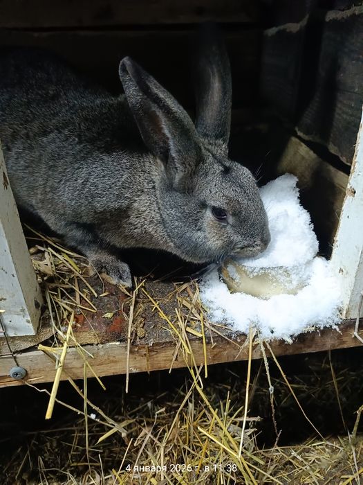 Продам кроликов ...