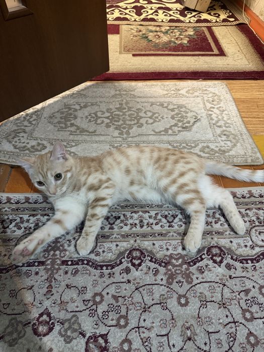 Кот, 7 месяцев, мальчик