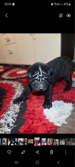 Vând mascul sharpei