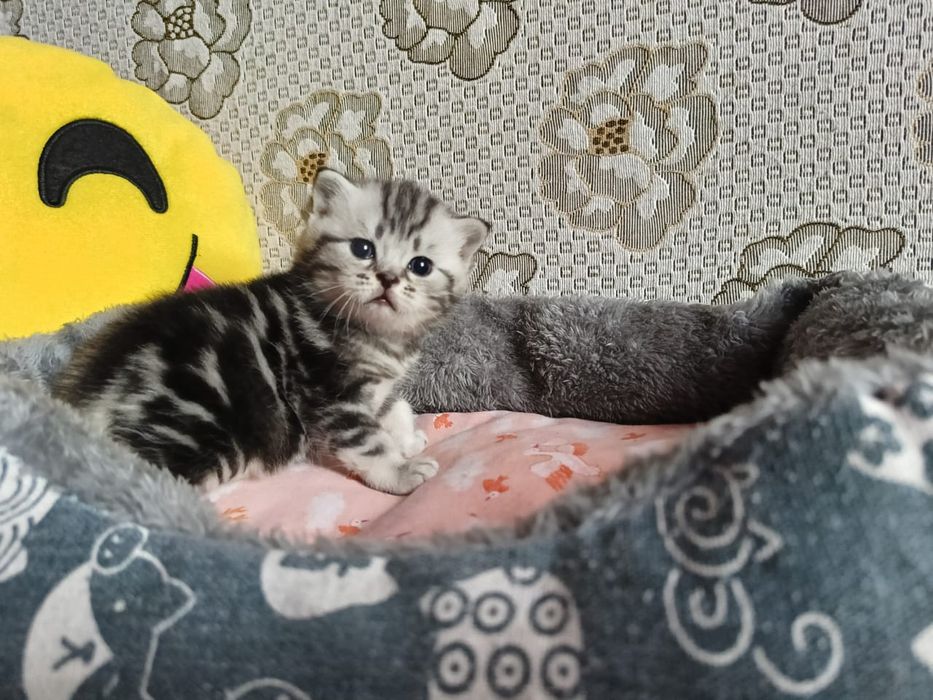 Скоттиш Страйт и Фолд.