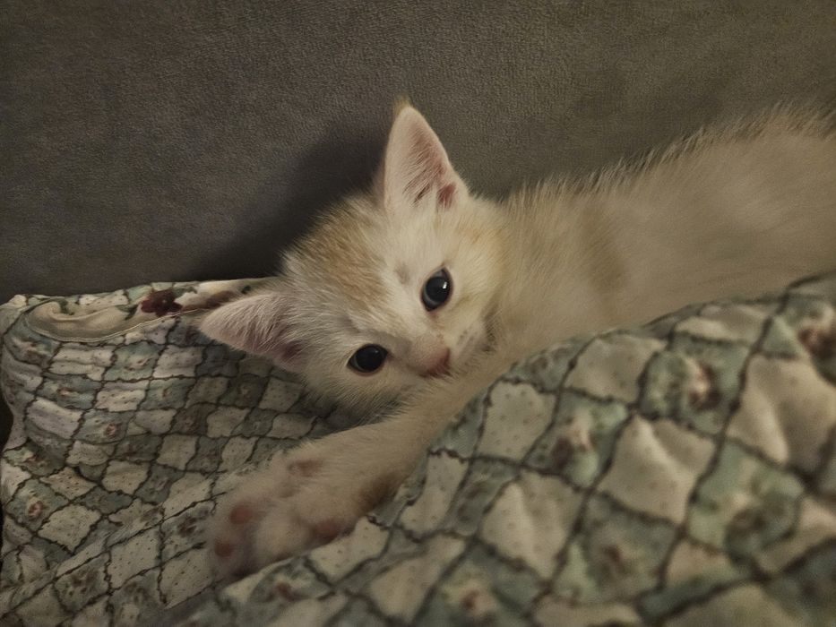 Передежка кошек,котят