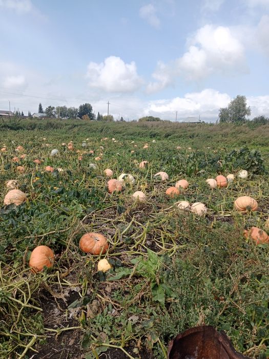 Продам тыкву домашнюю