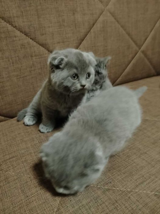 Британски котенца