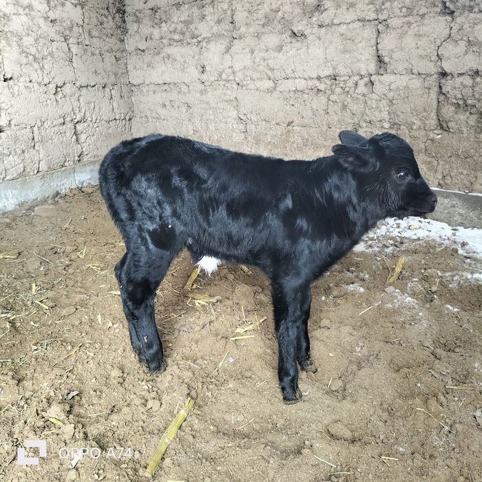 Сауын сиыр бузауымен