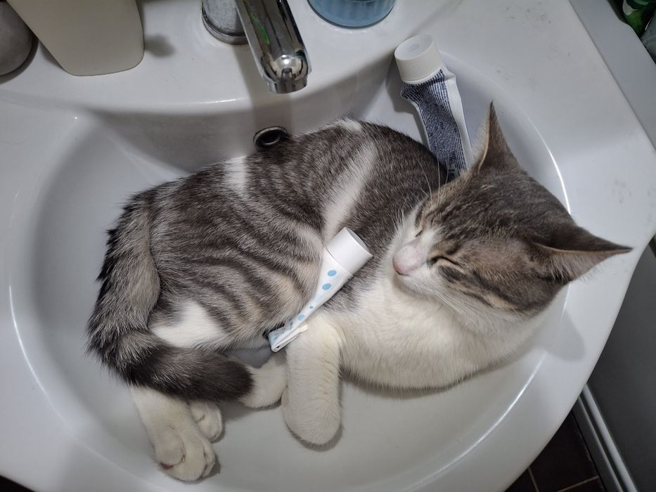 Bjorn și Soni își caută familie nouă - 2 motănei - Targoviște