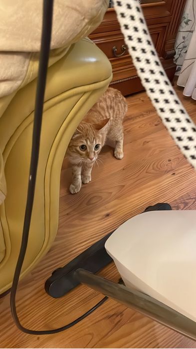 Рыжий котик ласковый