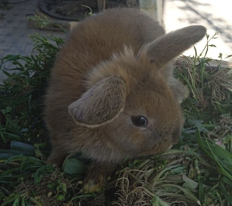 Декоративные висхоухие  кролики. Милые ручные готовы к продаже 6 шт