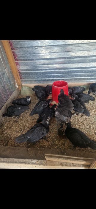 Oua de incubat de Australorp Negru de la pasarile din imagine. Pret 5 lei oul, detali 0728310545