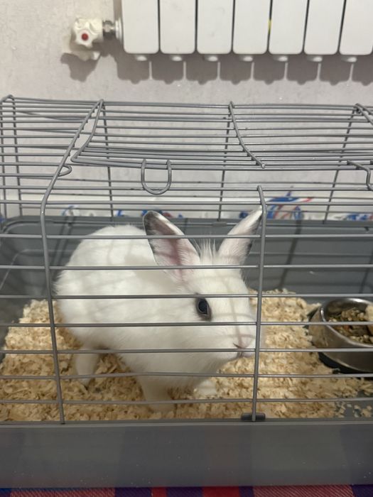 Продам домашнюю крольчиху