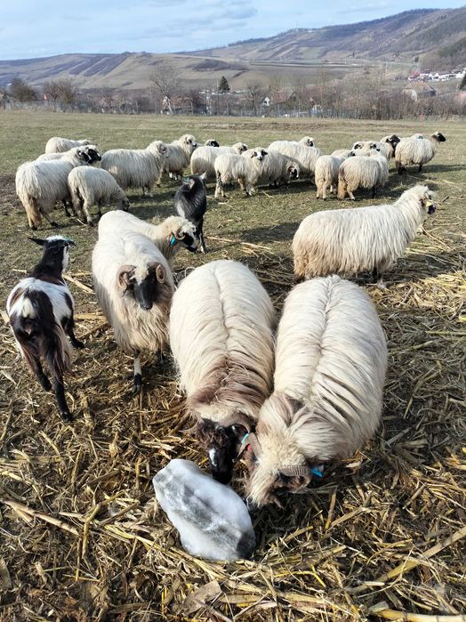 Oi cu miei de vânzare