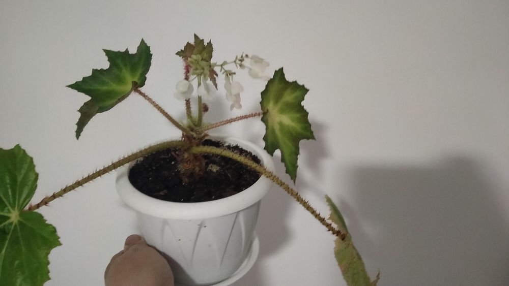 Продам бегонию воротничковую