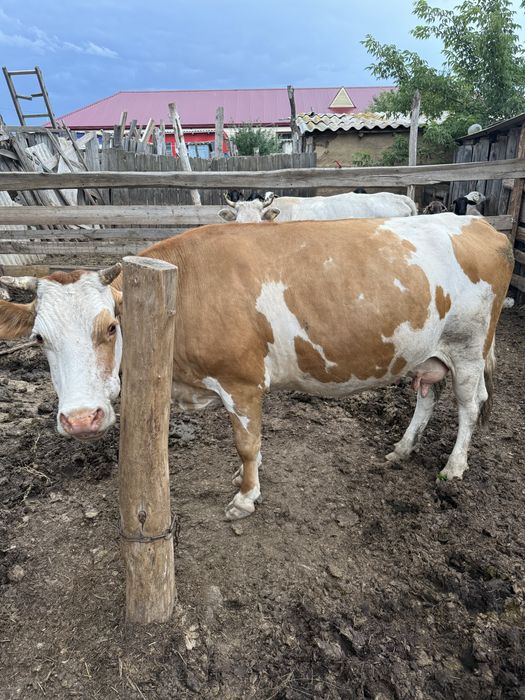 Продам корову ! Сиыр сатам