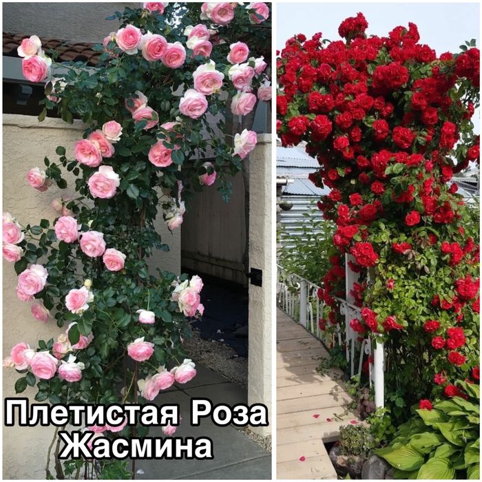 Роза, Виноград Саженцы