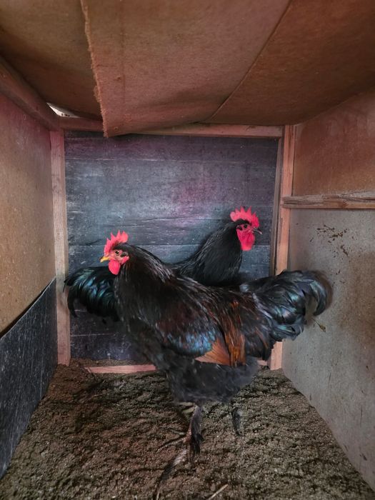 джерсийский гигант тауыктар