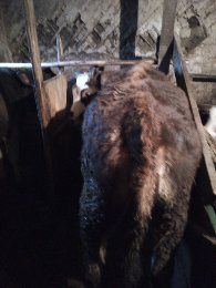 Vând două vițele de 4si 9luni pentru detalii sunați la telefon!