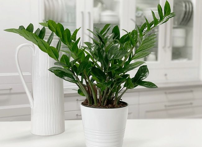 Садовник/обрезка/стрижка/спил/посадка пересадка опора деревьев и уход