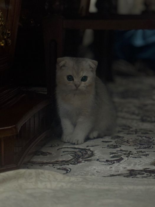 Шотландский скотиш фолд